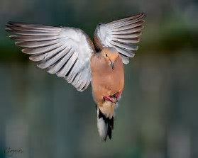 mourning dove in flight